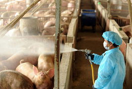 台湾彰化,工作人员给一个猪场消毒 