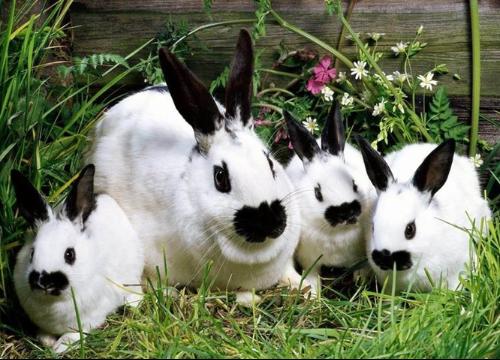 兔子的不同叫声代表的含义 