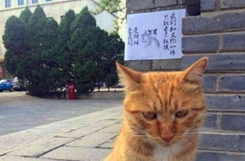 这只橘猫太凶没人领养,写下一张告示,网友 好心人有好报