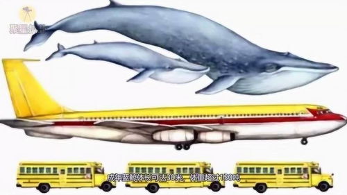 为何无海洋馆养 蓝鲸 算出成本后,连世界首富都怕 