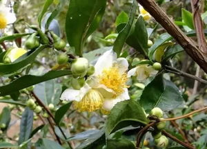 白茶花是什么茶树品种