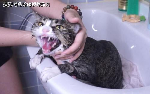辟谣 猫咪不喜欢水才讨厌洗澡 错了,了解一下正确的洗猫知识