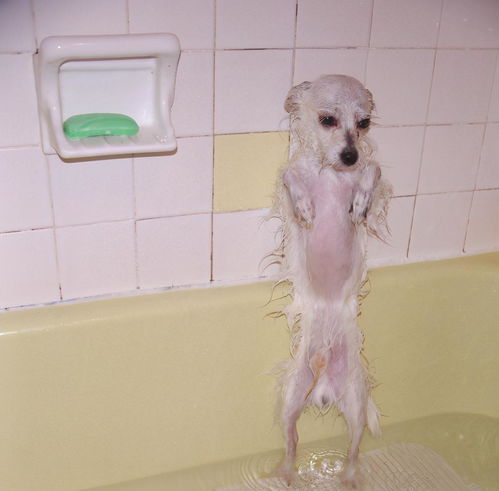 宠物时间 不爱洗澡的狗子有多沮丧 看看它们的表现吧