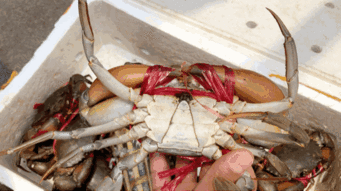 在昆明3年卖出10万份的螃蟹店,60 都是回头吃货,每周至少来一次 