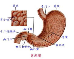 咽 食管 胃 系统解剖 图文