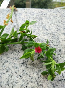 请问我的这个植物叫什么名字啊,开的花有点像小雏菊的样子 