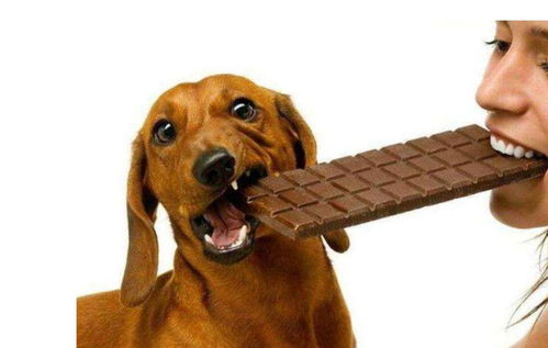 为什么狗狗不能吃巧克力