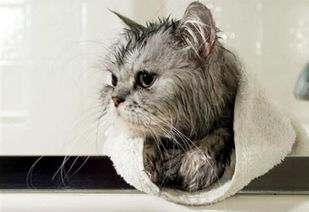 猫咪洗澡后呕吐,没精神,没食欲,一直睡觉怎么办 