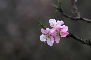 桃花飘香