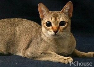 新加坡猫多少钱一只