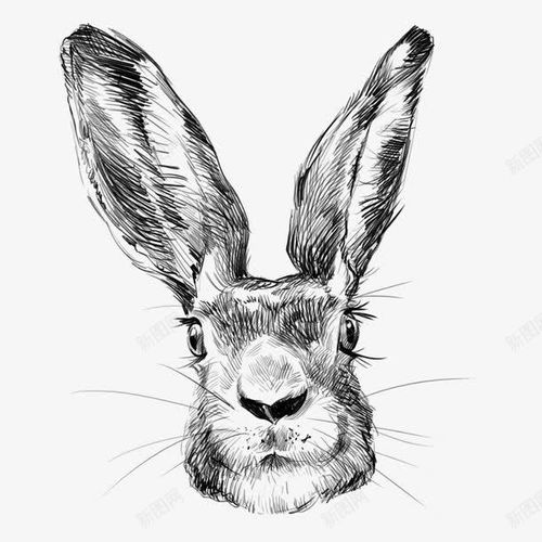 兔子头像 设计图片 免费下载 页面网页 平面电商 创意素材 兔子耳朵素材 