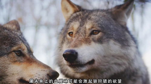 为什么狗会害怕屠夫 狼作为狗的祖先,遇到屠夫也会害怕吗