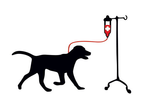 狗狗的血型比人复杂,还有万能血型狗 别等狗输血时再了解