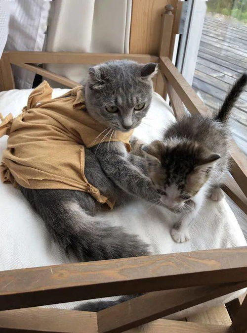 猫不爱戴伊丽莎白圈,于是推主做了一件术后服给它,猫挺喜欢