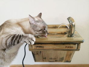 美国网站推出猫咪饮水器 为喵星人提供饮用水 图 