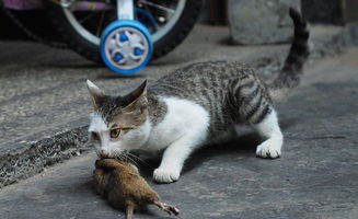 为什么放养的猫,死了之后都找不到尸体 看完很难受