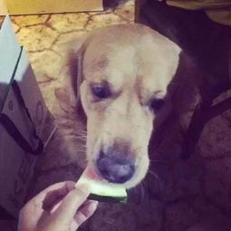知识 狗狗能吃西瓜吗