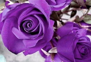 蓝玫瑰紫玫瑰图片