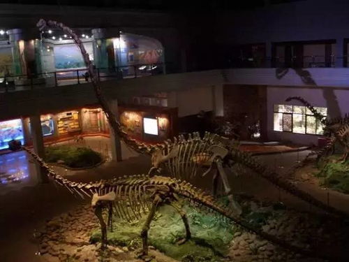 探秘韶关恐龙博物馆：一窥地球霸主的奥秘与传奇