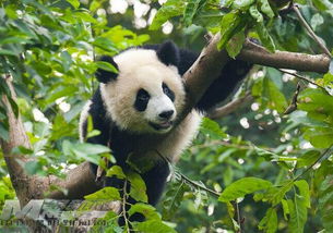 熊猫喜欢吃什么食物,竹子：熊猫的主要食物