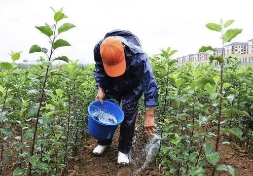 尿素这么搭配,肥效翻倍,就是这么神奇