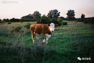 牛是怎么死的 看懂了思想至少成熟30年