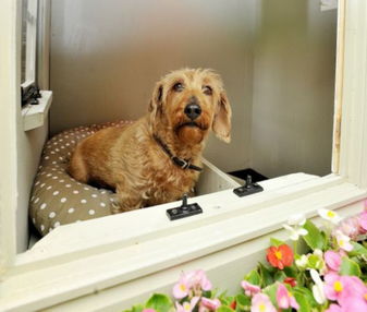 英国男子花3万元为爱犬盖房子 