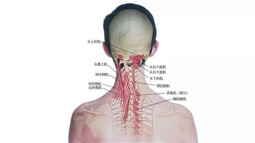 超全 27张高清解剖图带你认识头 面 颈部骨骼及肌肉名称 珍藏