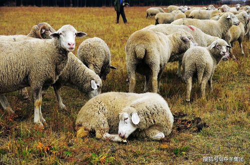 为什么总有农民在羊价大跌时卖掉所有的羊