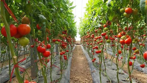 西红柿如何种植,西红柿种植指南