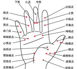 手掌全息反应