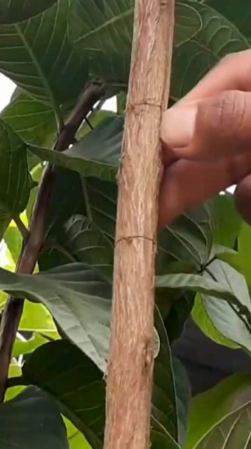 玉树枝断了怎么才能生根？
