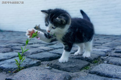 猫排尿正常但是滴尿是什么问题