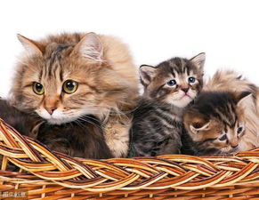 母猫生产前后可能会有什么症状出现,如何预防