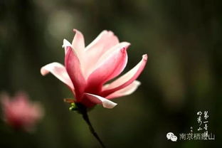magnolia是玉兰花吗 magnolia翻译成木兰还是玉兰