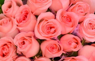 粉玫瑰花语和不同朵数所代表的意思 