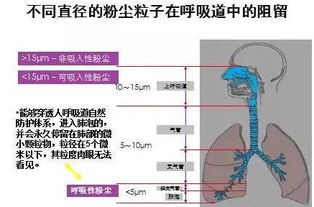 吸入的粉尘颗粒如何对我们肺部造成伤害,看完一目了然