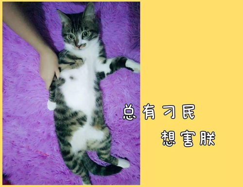 生孩子不如养猫 现在的杭州年轻人都怎么了