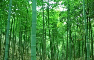 这四种植物反映了中国人的品格 