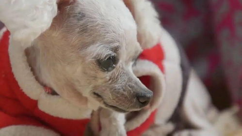 老奶奶与狗狗相依为命14年,而将狗狗弃养送人却成为她唯一选择