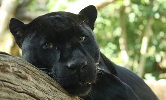 黑豹也是大黑猫 喵喵喵 ω
