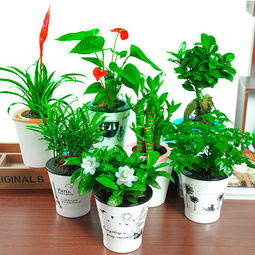 种绿植盆栽,盆栽植物有哪些，几种常见盆栽植物介绍