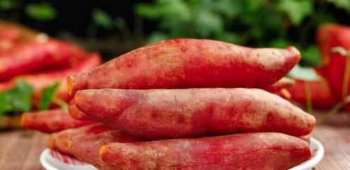 红薯可以一直养吗的那些事(红薯能连续种几年吗?)
