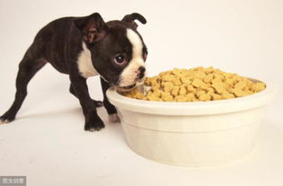 怎样科学给狗狗喂零食 4大注意事项