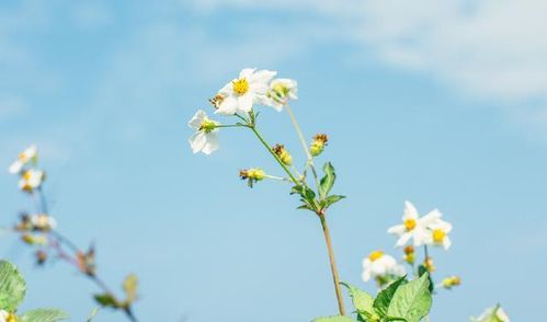 和白羊座谈恋爱真的会感到痛苦吗 原因是什么