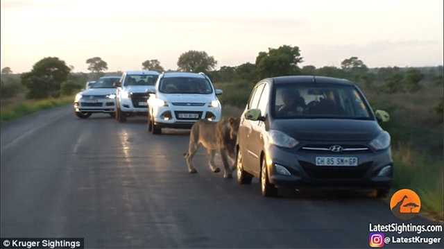 求搭车 狮子用嘴熟练开车门 乘客吓坏夺路而逃
