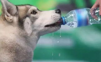 狗狗中暑快不行了,被好心人灌下了两瓶水给救回来了...学会这么做就能救狗命 
