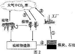 碳循环不运动可以吗(碳循环没瘦怎么回事)