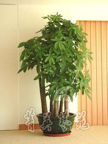 什么绿植适合放在客厅,家里的客厅适合摆放什么植物