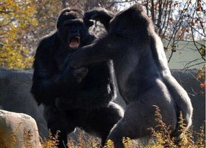 为争夺统治地位, 两只大猩猩兄弟大打出手